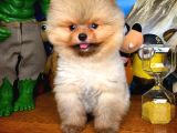 Evinize Neşe Kaynağı Safkan Pomeranian Boo