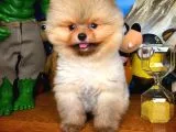 Evinize Neşe Kaynağı Safkan Pomeranian Boo