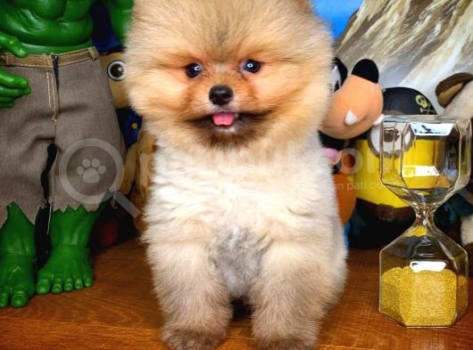 Evinize Neşe Kaynağı Safkan Pomeranian Boo görsel
