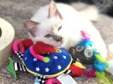Beautiful Sacred Birman Girl 10 Months Old With Pedigree