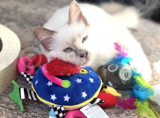 Beautiful Sacred Birman Girl 10 Months Old With Pedigree görsel