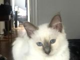 Beautiful Sacred Birman Girl 10 Months Old With Pedigree