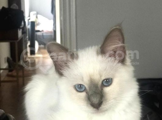 Beautiful Sacred Birman Girl 10 Months Old With Pedigree görsel