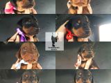 Öz Dobermann Kennel - Sağlıklı Kaliteli Dobermann Yavruları