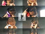Öz Dobermann Kennel - Sağlıklı Kaliteli Dobermann Yavruları