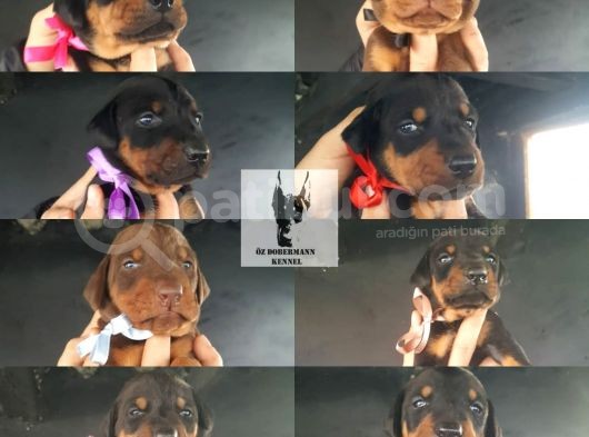 Öz Dobermann Kennel - Sağlıklı Kaliteli Dobermann Yavruları görsel
