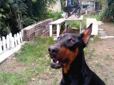 Öz Dobermann Kennel - Sağlıklı Kaliteli Dobermann Yavruları