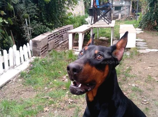 Öz Dobermann Kennel - Sağlıklı Kaliteli Dobermann Yavruları görsel