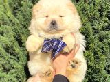 Muhteşem Kali̇te Chow Chow Erkek Yavrular