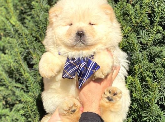 Muhteşem Kali̇te Chow Chow Erkek Yavrular görsel