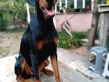 Öz Dobermann Kennel - Sağlıklı Kaliteli Dobermann Yavruları