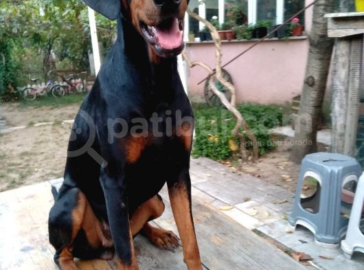 Öz Dobermann Kennel - Sağlıklı Kaliteli Dobermann Yavruları görsel