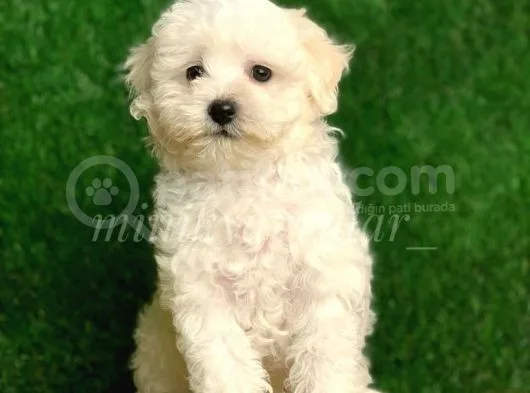 Safkan İrk Garantili F1 Maltipoo Yavrularimiz