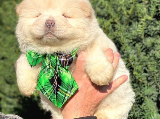 Irk Ve Sağlık Garantili Chow Chow Erkek Yavrular görsel