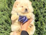 Muhteşem Kali̇te Chow Chow Erkek Yavrular