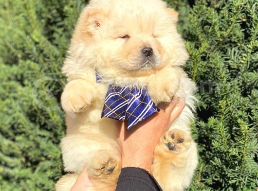 Muhteşem Kali̇te Chow Chow Erkek Yavrular görsel