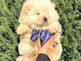 Muhteşem Kali̇te Chow Chow Erkek Yavrular