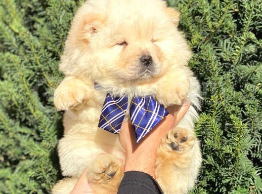 Muhteşem Kali̇te Chow Chow Erkek Yavrular görsel