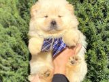 Muhteşem Kali̇te Chow Chow Erkek Yavrular