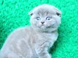 Irk Ve Sağlık Garantili Scottish Fold Yavrular