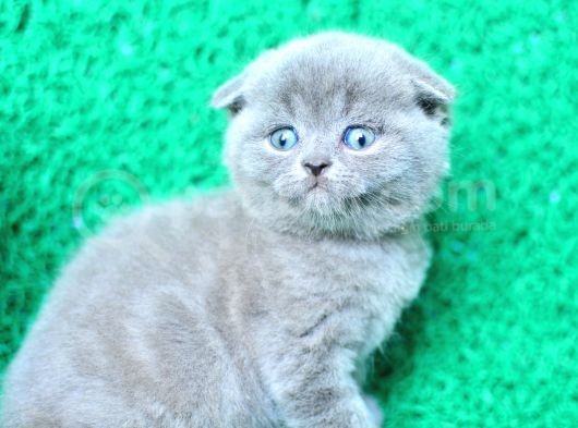 Irk Ve Sağlık Garantili Scottish Fold Yavrular görsel