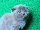 Irk Ve Sağlık Garantili Scottish Fold Yavrular