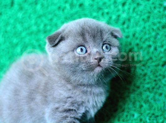 Irk Ve Sağlık Garantili Scottish Fold Yavrular görsel