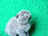 Irk Ve Sağlık Garantili Scottish Fold Yavrular