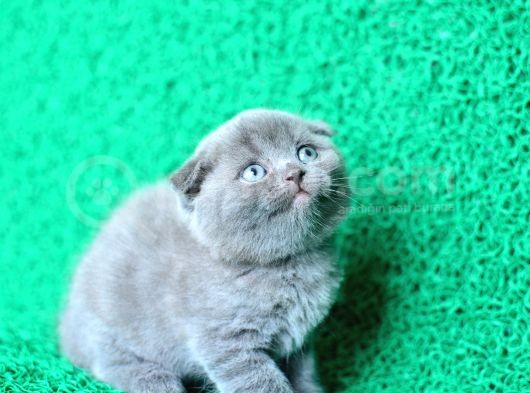 Irk Ve Sağlık Garantili Scottish Fold Yavrular görsel
