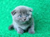 Irk Ve Sağlık Garantili Scottish Fold Yavrular