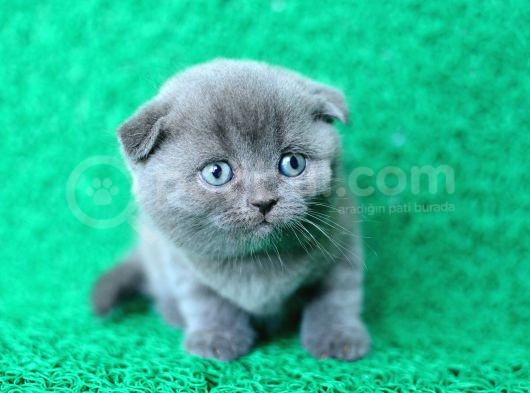 Irk Ve Sağlık Garantili Scottish Fold Yavrular görsel