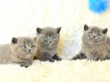 Irk Ve Sağlık Garantili British Shorthair Yavrular