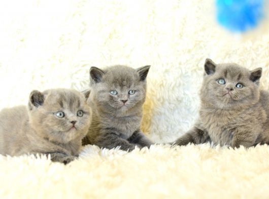 Irk Ve Sağlık Garantili British Shorthair Yavrular görsel