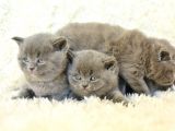 Irk Ve Sağlık Garantili British Shorthair Yavrular