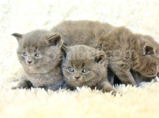 Irk Ve Sağlık Garantili British Shorthair Yavrular görsel