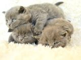 Irk Ve Sağlık Garantili British Shorthair Yavrular