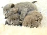 Irk ve Sağlık Garantili British Shorthair Yavrular