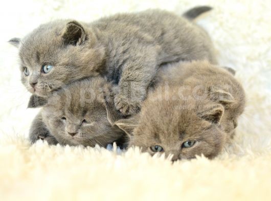 Irk Ve Sağlık Garantili British Shorthair Yavrular görsel