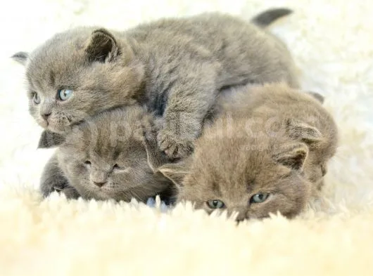 Irk Ve Sağlık Garantili British Shorthair Yavrular