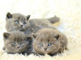 Irk Ve Sağlık Garantili British Shorthair Yavrular