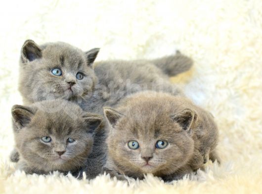 Irk Ve Sağlık Garantili British Shorthair Yavrular görsel