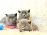 Irk Ve Sağlık Garantili British Shorthair Yavrular