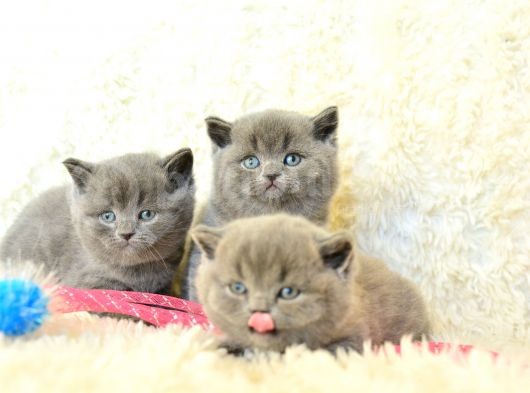 Irk Ve Sağlık Garantili British Shorthair Yavrular görsel