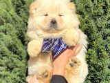 Muhteşem Kali̇te Chow Chow Erkek Yavrular