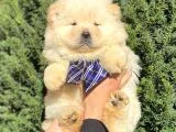 Muhteşem Kali̇te Chow Chow Erkek Yavrular