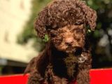 Uygun Poodle
