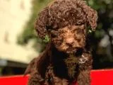 Uygun Poodle