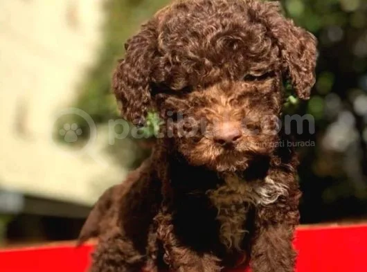 Uygun Poodle