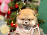 Pomerian