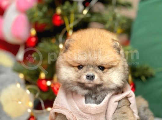 Pomerian görsel